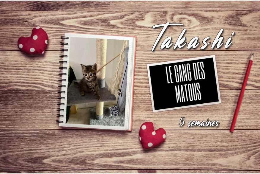 Takashi copie.jpg (537 KB)