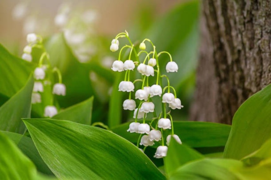 1er Mai - Vente de muguet réglementée