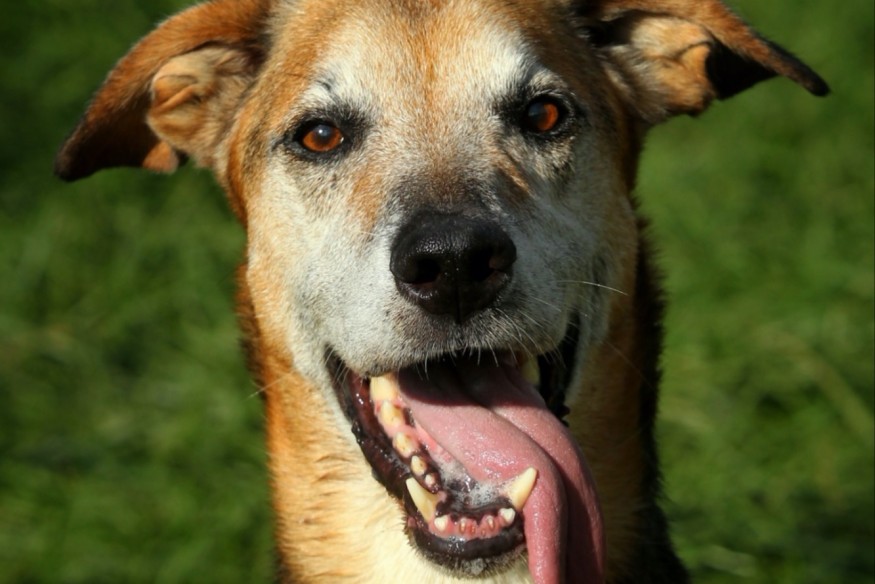 Hélios, l'animal de la semaine