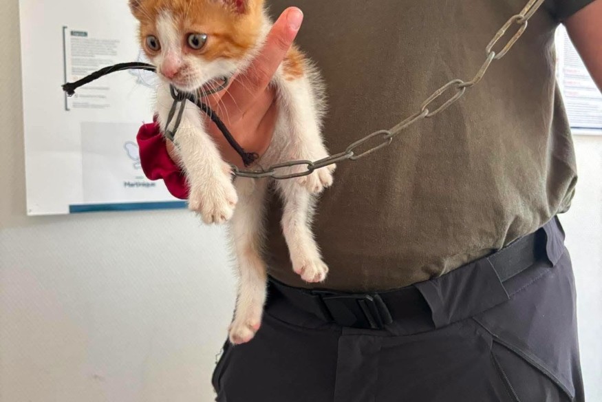 Gers : en pleine canicule, un chaton retrouvé attaché à une poubelle par une chaîne et une chienne couverte de nœuds découverte avec des plaies sur le corps