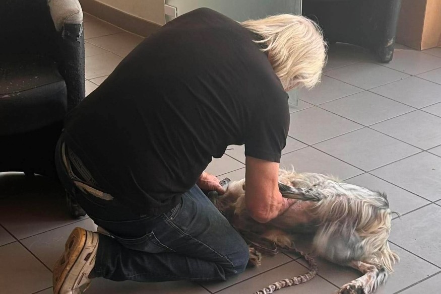 Volée il y a près de deux ans en Gironde, une chienne découverte errante à Fleurance retrouve enfin son maître